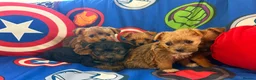 Mixed Breed dogs for sale: Miniature Yorkshire terrier Jack Russell Puppys - Advert 3