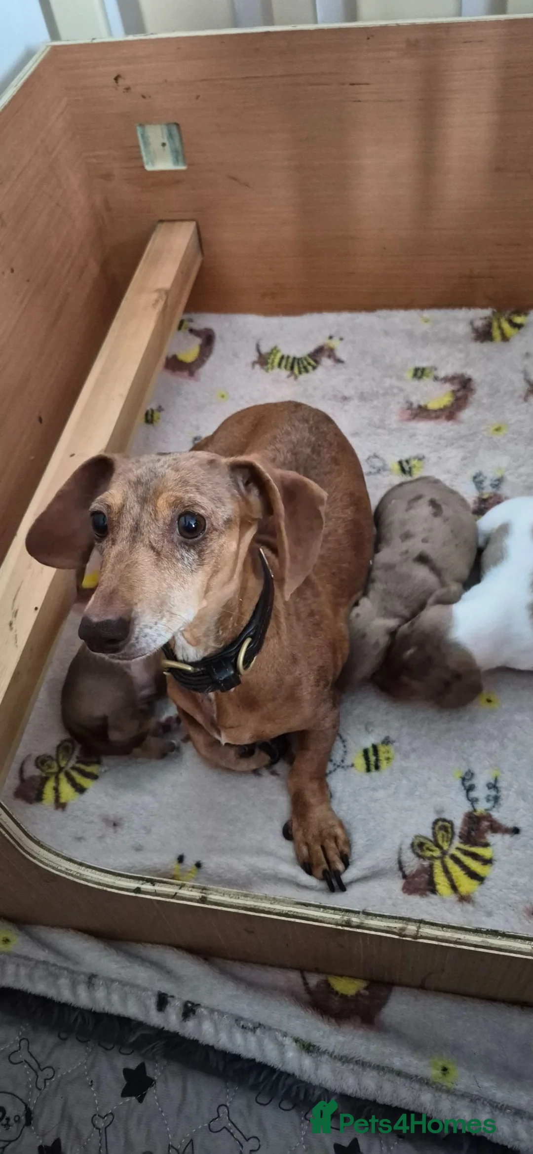 Dachshund dogs for sale: Miniature dachshunds smooth haired puppies - Advert 2