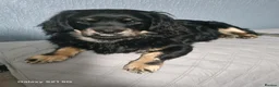 Mixed Breed dogs for sale: Benji - Advert 2