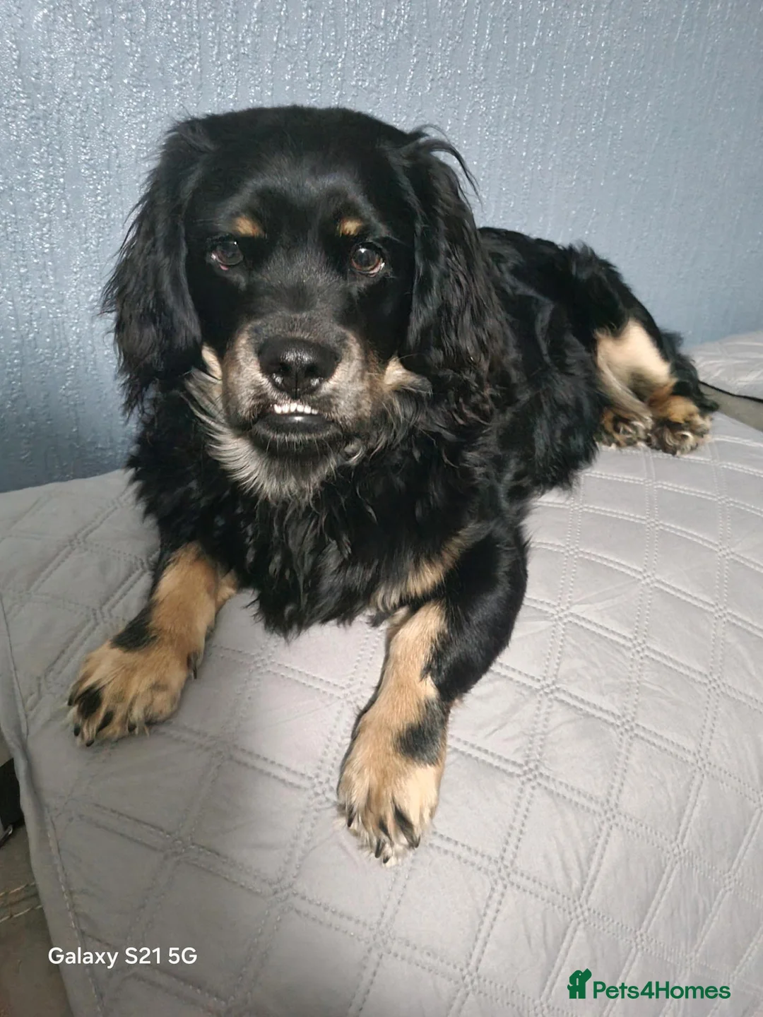 Mixed Breed dogs for sale: Benji - Advert 2