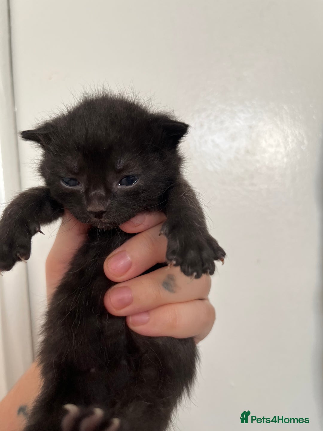 Sphynx cats for sale: Sphynx elf X kittens 🧝‍♀️🧝‍♂️ - Advert 9