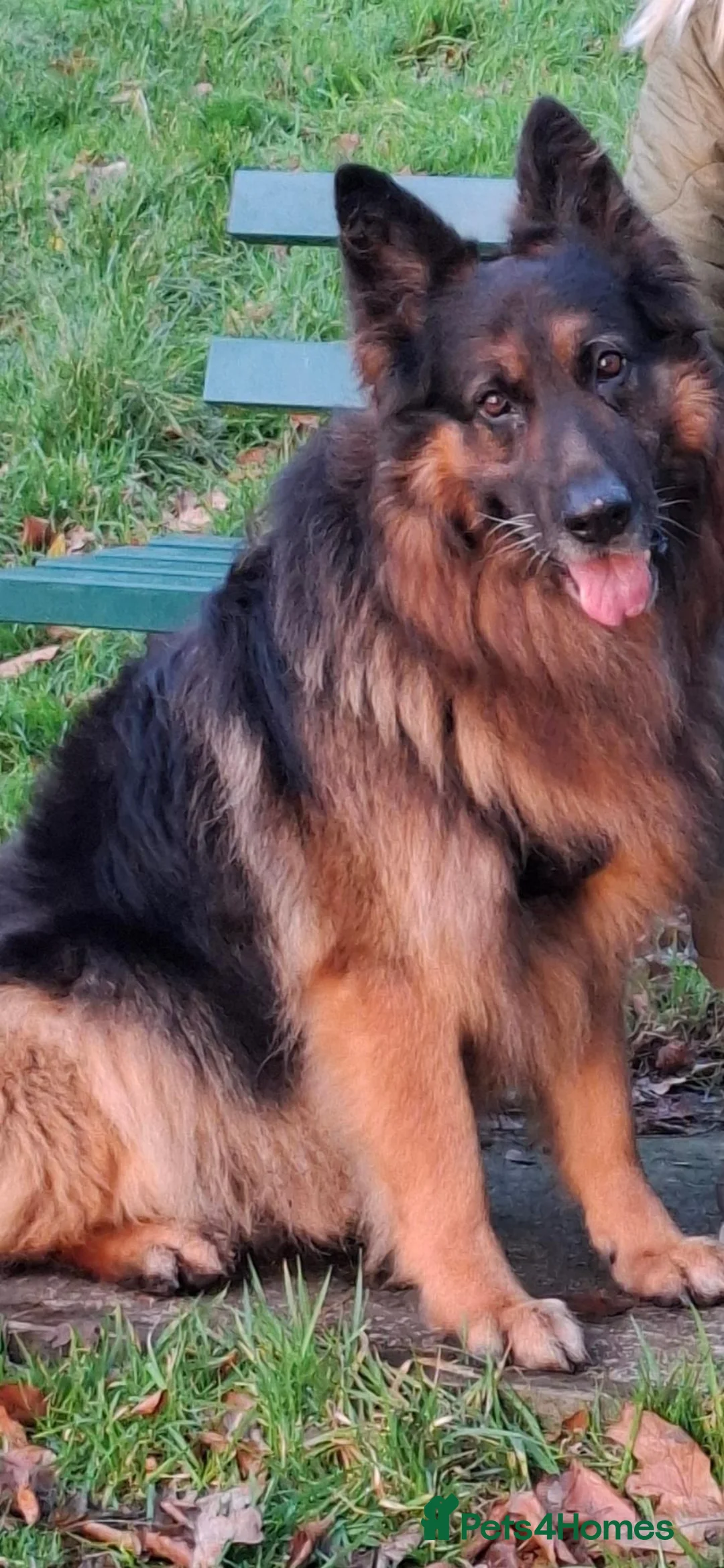 German Shepherd dogs for stud: Stud dog - Advert 1