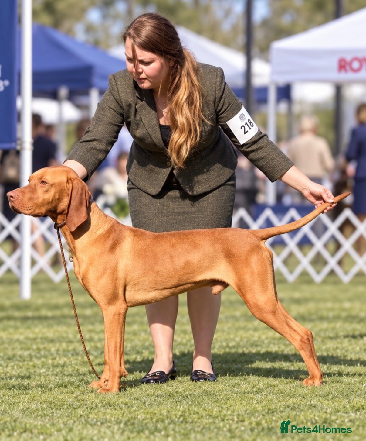 Hungarian Vizsla dogs The Golden Hearted Guardians Chapter🥈 - Advert 1