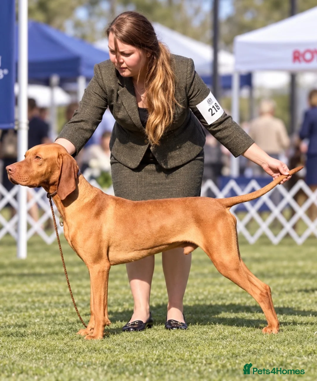Hungarian Vizsla dogs for sale: The Golden Hearted Guardians Chapter🥈 - Advert 1
