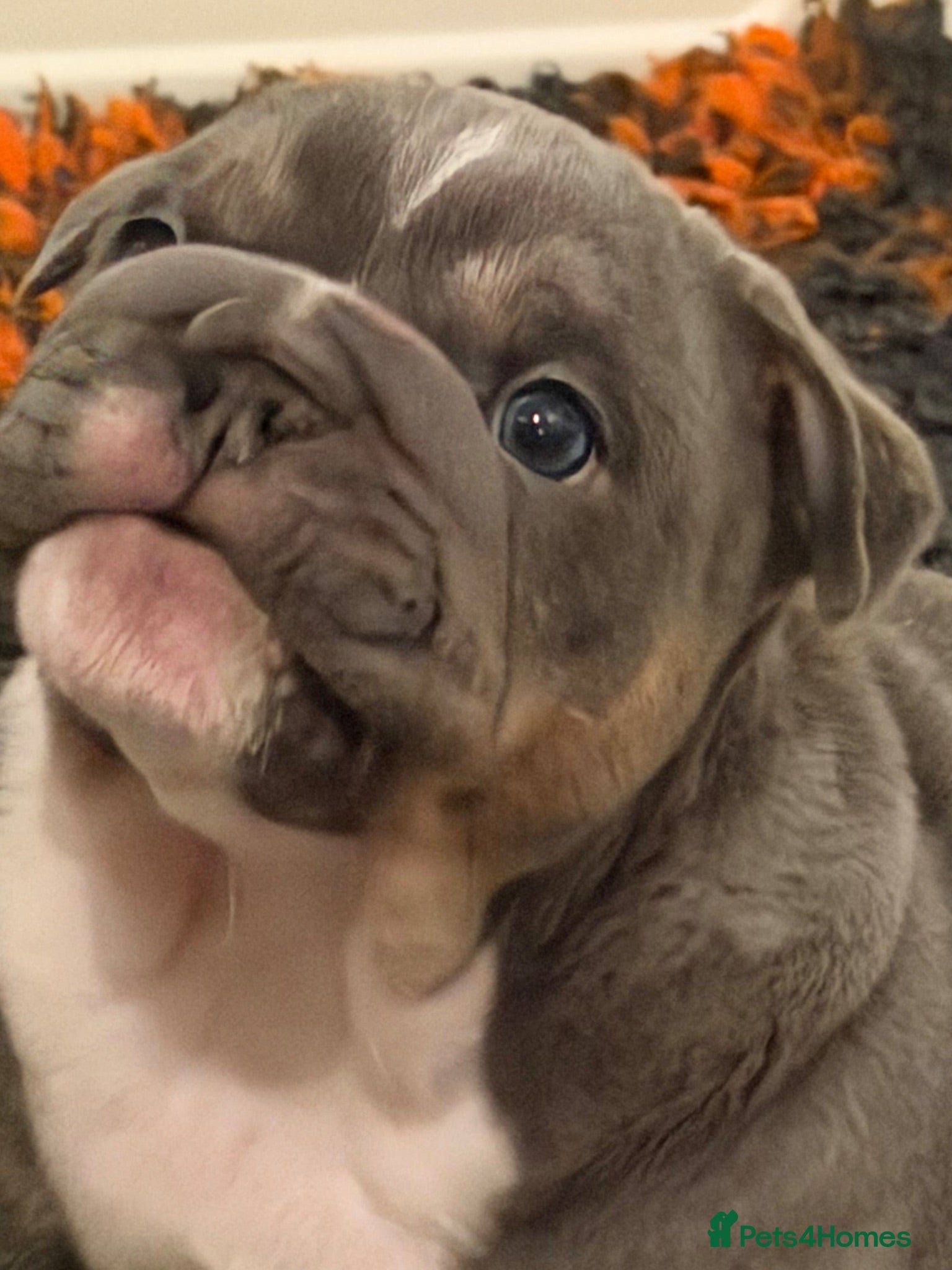 English Bulldog dogs Last girl available kc reg health tested parents - Advert 2