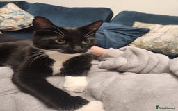 Mixed Breed cats for sale: Loving male cat for rehoming - Image 3