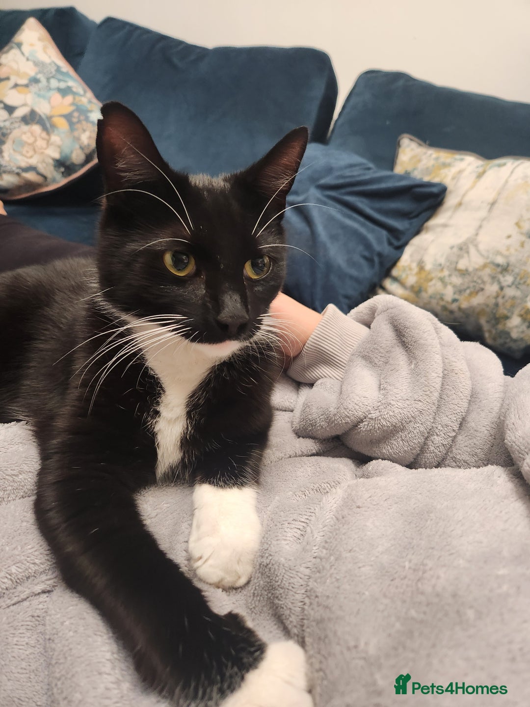Mixed Breed cats for sale: Loving male cat for rehoming - Image 3