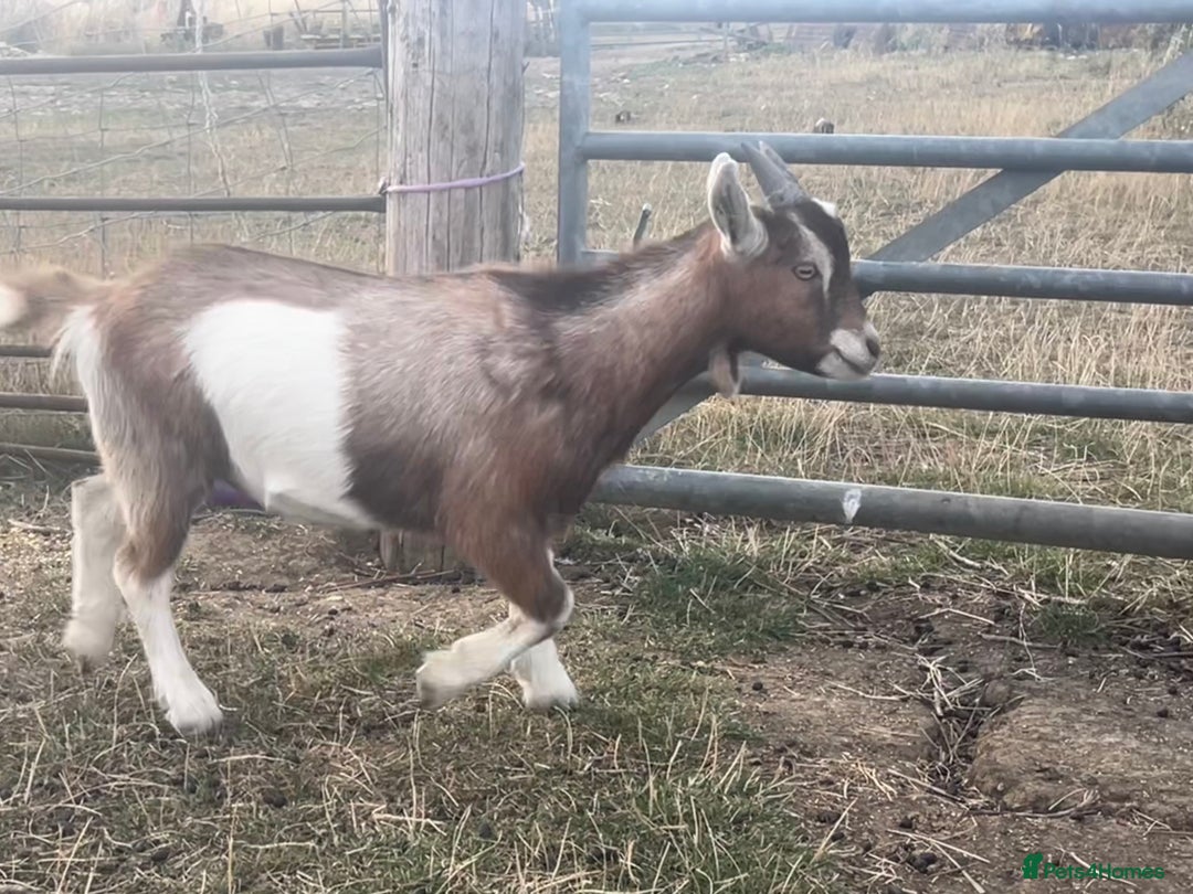 Goats livestock for sale: Young Pygmy Goats 1 x female 1x wether in Huntingdon - Image 5
