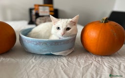 Domestic Shorthair cats for sale: Brother and sister twin kittens  - Image 3