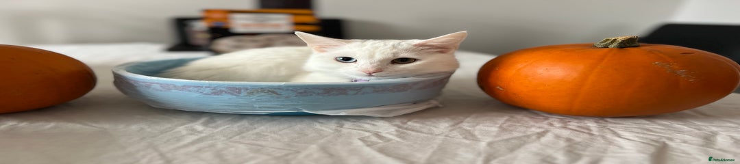 Domestic Shorthair Kitten 2