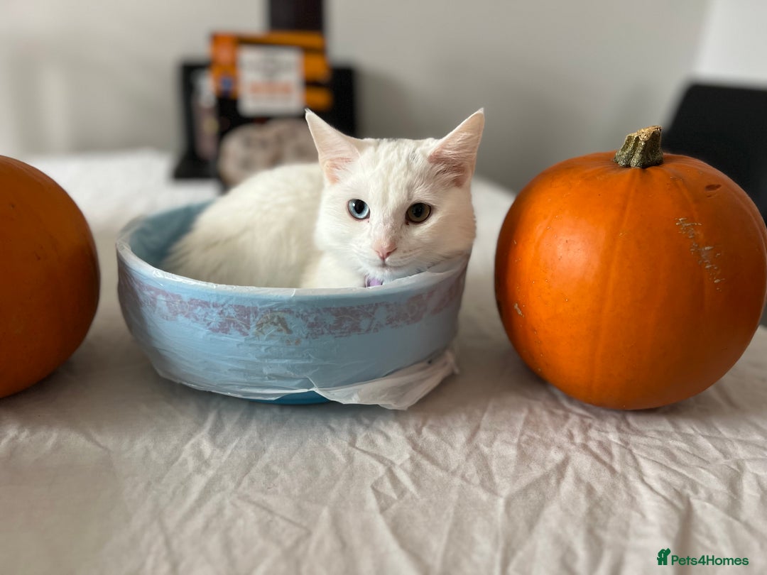 Domestic Shorthair cats for sale: Brother and sister twin kittens  - Image 3