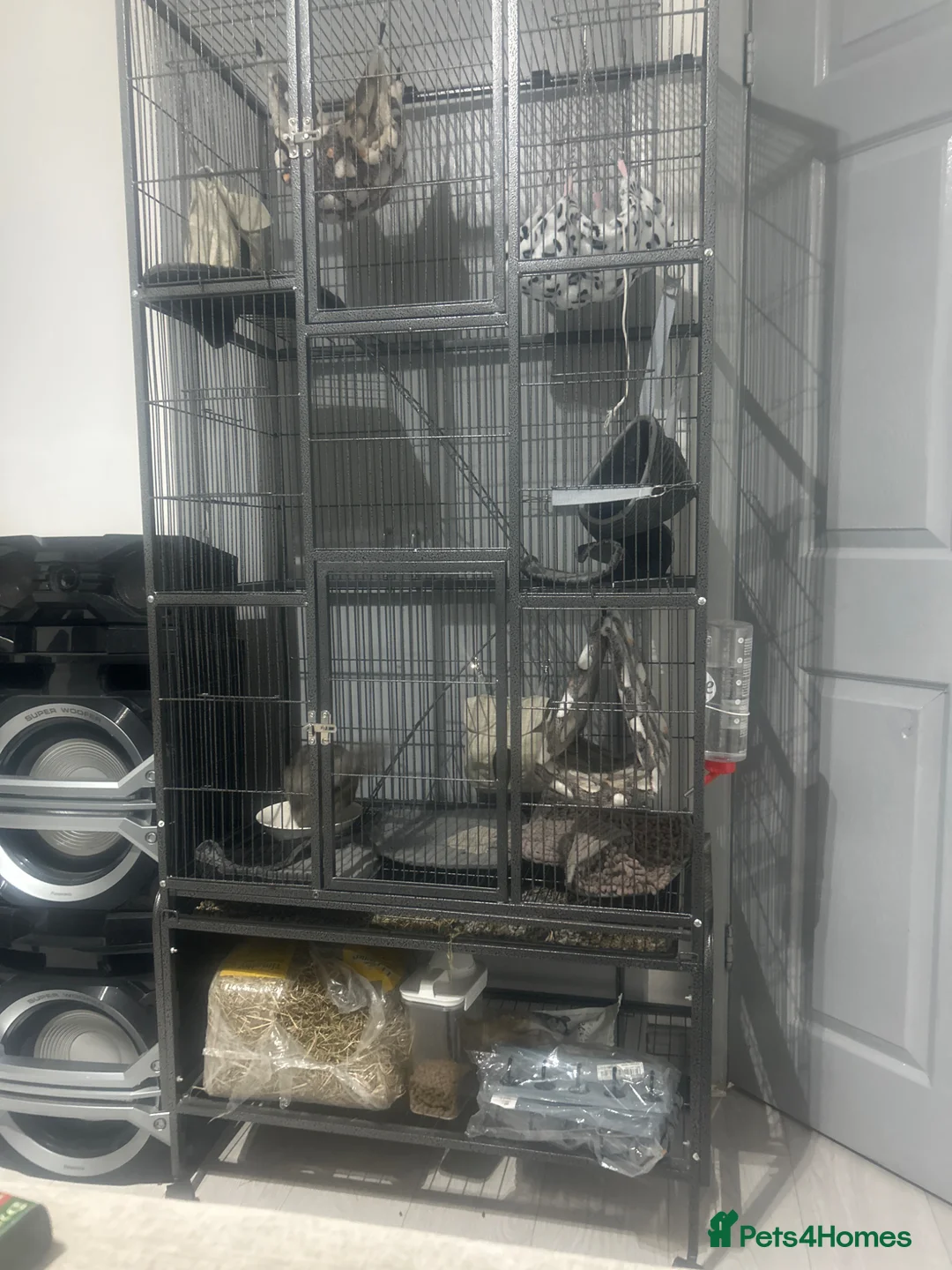 Chinchilla rodents for sale: Chinchilla for sale  in Birmingham - Advert 2