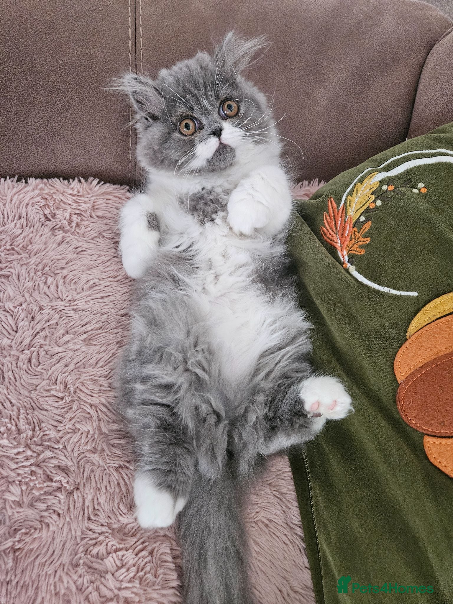 Persian cats Stuning Persian Girls - Advert 4