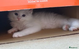 Maine Coon cats for sale: 3 stunning babies left - Image 4