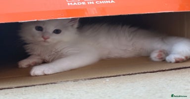 Maine Coon cats - Advert 1