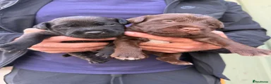 Patterdale Terrier Puppy 2