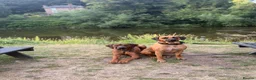 Rhodesian Ridgeback dogs for sale: Bred for beauty. Build and temperament. in Market Drayton - Advert 13