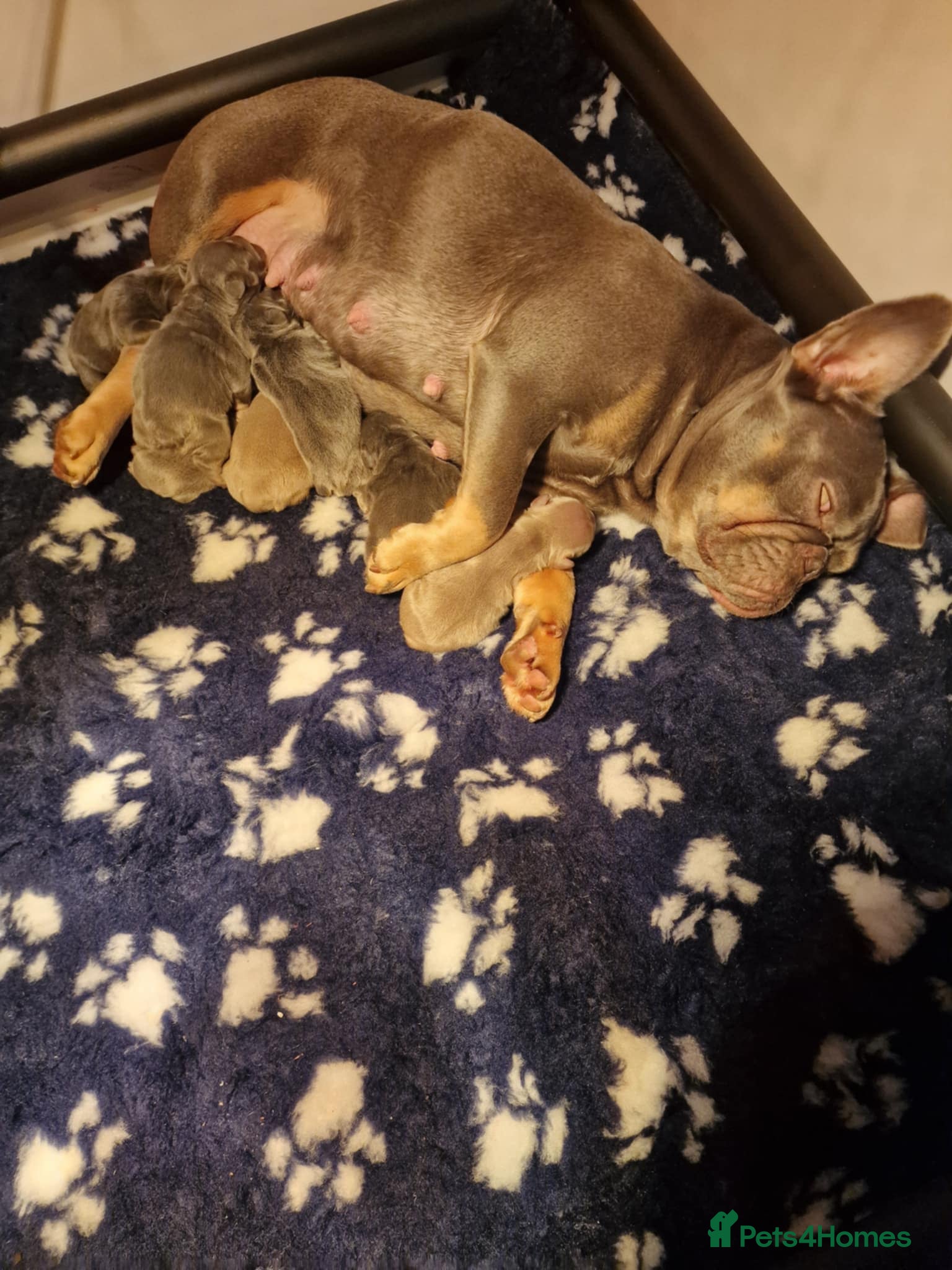 French Bulldog dogs 7 BEAUTIFUL French bulldogs puppies  - Advert 4