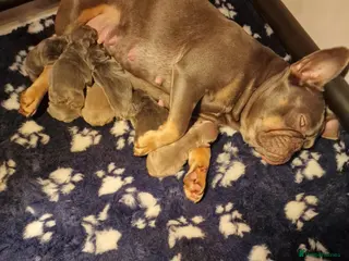 French Bulldog dogs 7 BEAUTIFUL French bulldogs puppies - Advert 2