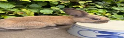 Mixed Breed rabbits for sale: Lovely Rabbit Looking for a New Home - Advert 4