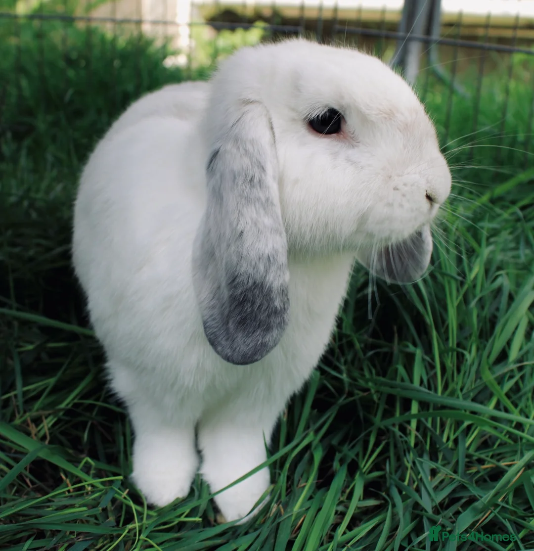 Mini Lop rabbits for sale: Beautiful Mini lop  - Advert 2