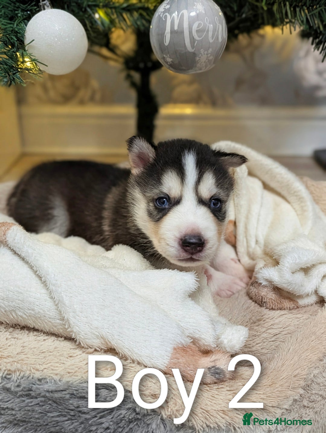 Siberian Husky dogs for sale: Stunning Siberian Husky Puppies for Sale 🐾 - Advert 2