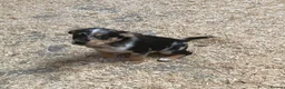 Mixed Breed dogs for sale: Kelpie X pups - Advert 10