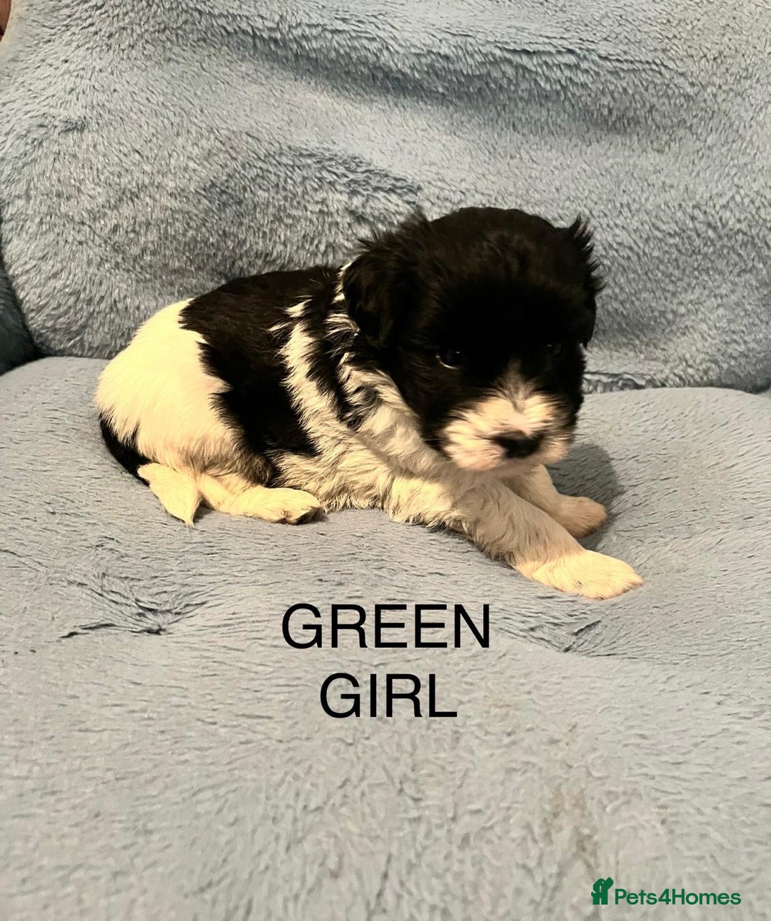 Miniature Schnauzer dogs for sale: OMG ❤️RARE  PEDIGREE PARTI MINIATURE SCHNAUZER  - Advert 22