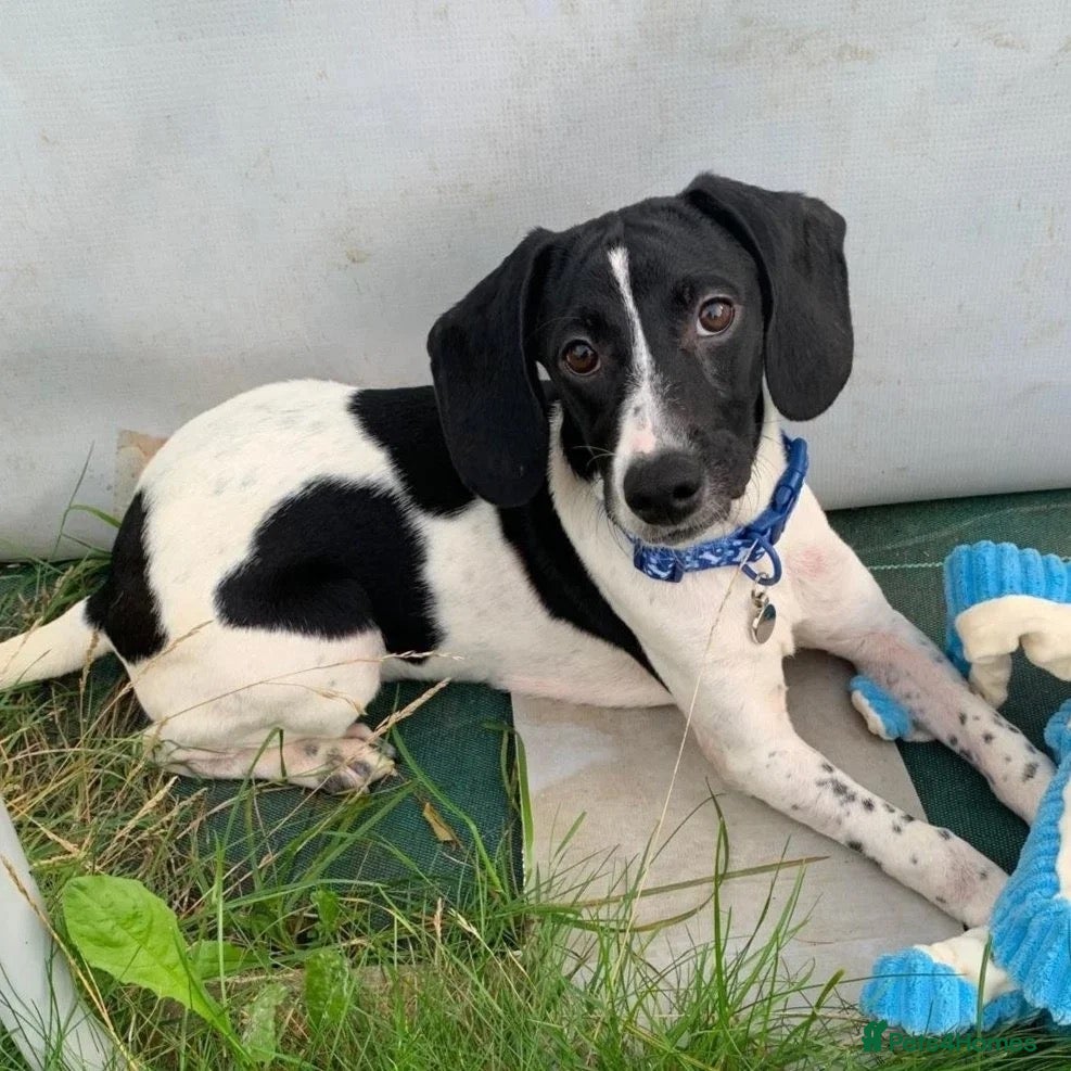 Mixed Breed dogs Tiana (Pointer mix) - Advert 1