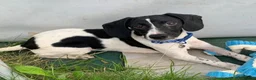 Mixed Breed dogs for adoption: Tiana (Pointer mix) in Coulsdon - Advert 1