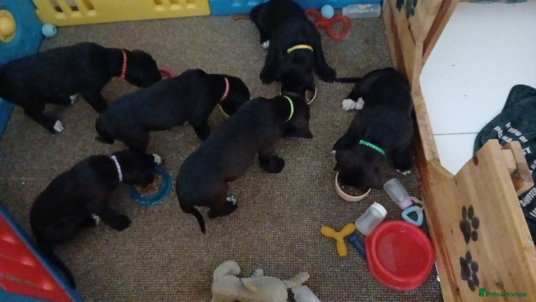 Cane Corso dogs for sale: Beautiful pups  - Image 3