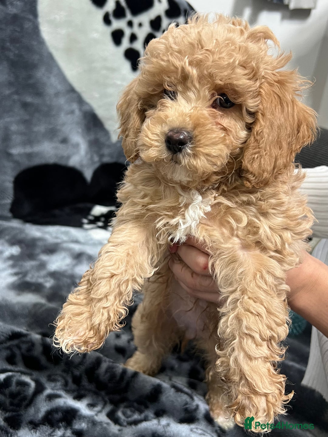 Maltipoo dogs for sale: 🥰Adorable F1 Maltipoo Puppy’s🥰 - Advert 7