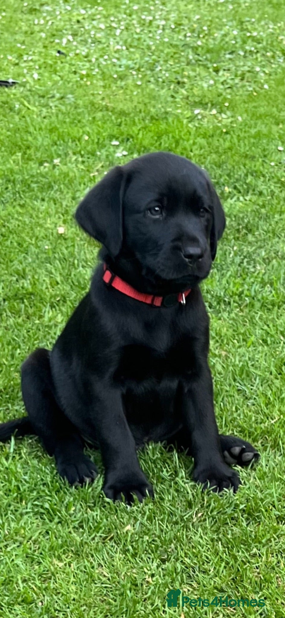 Labrador Retriever dogs RKC Black Labrador Puppies for Sale - Advert 1