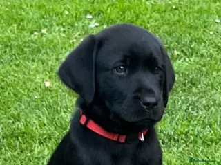 Labrador Retriever dogs RKC Black Labrador Puppies for Sale - Advert 1
