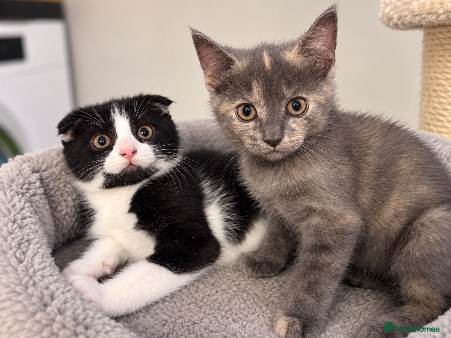 Scottish Fold cats 2 LEFT Scottish Fold & Scottish Straight kittens  - Advert 7