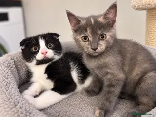 Scottish Fold cats 2 LEFT Scottish Fold & Scottish Straight kittens - Advert 7