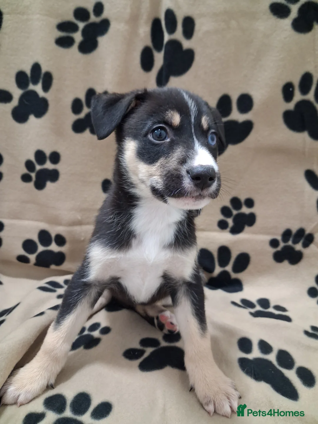 Mixed Breed dogs for sale: Agouti Husky Cross puppies  - Advert 35