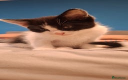 Ragdoll cats for sale: Ragdoll cross kittens  - Image 3