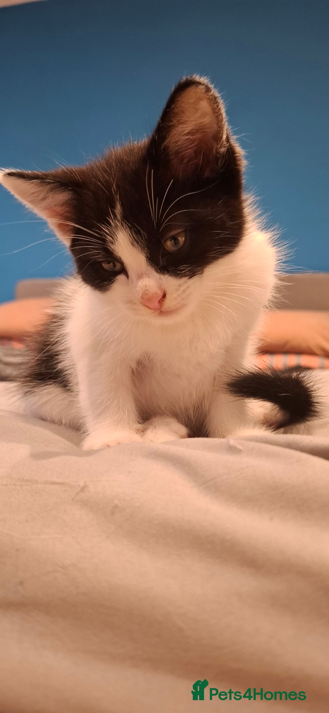 Ragdoll cats for sale: Ragdoll cross kittens  - Image 3
