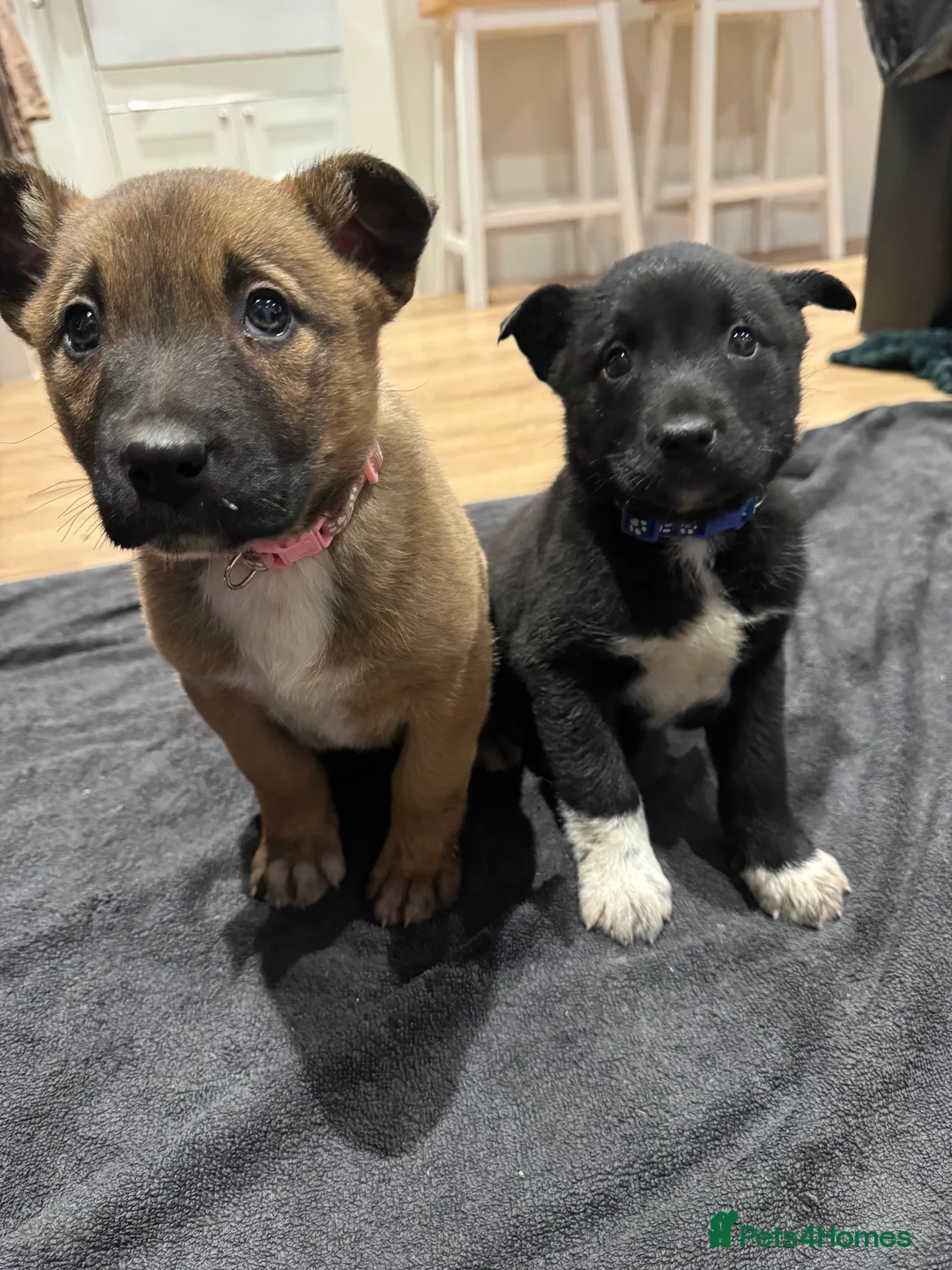 Mixed Breed dogs for sale: READY NOW Border Collie x Belgian Malinois Pups - Advert 3