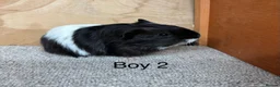 Guinea Pig rodents for sale: Male and female Guinea Pigs - Advert 5