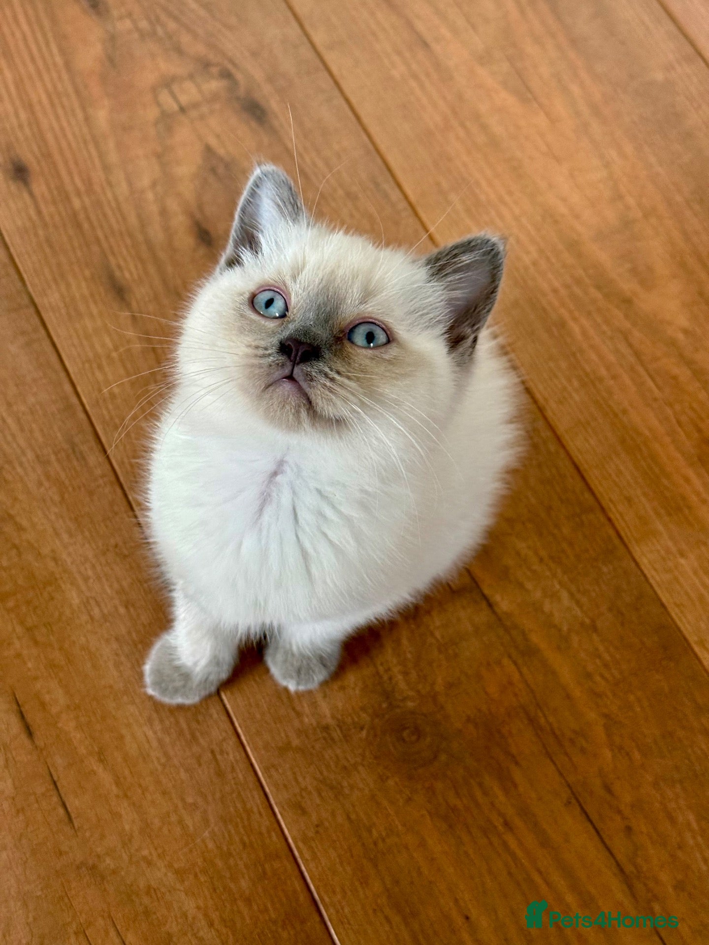 Ragdoll cats Beautiful Ragdoll Kittens 🐾 1 Boy & 2 Girls - Advert 4