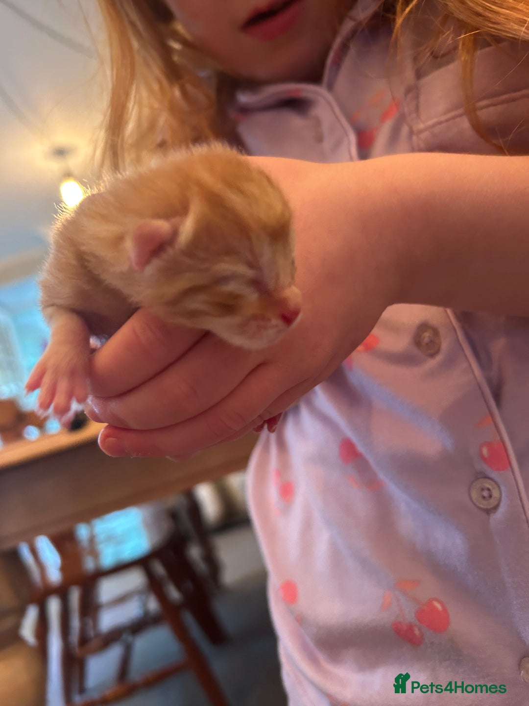 Domestic Shorthair cats for sale: Kittens for sale  - Image 6