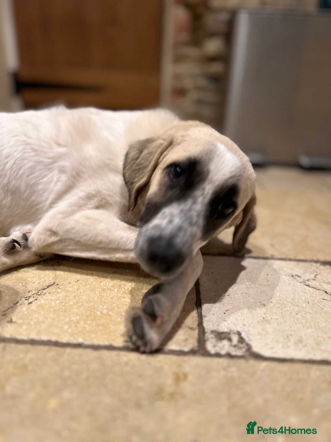 Mixed Breed dogs for adoption: Amara: Beautiful Soul Seeking a Family to Love - Advert 11