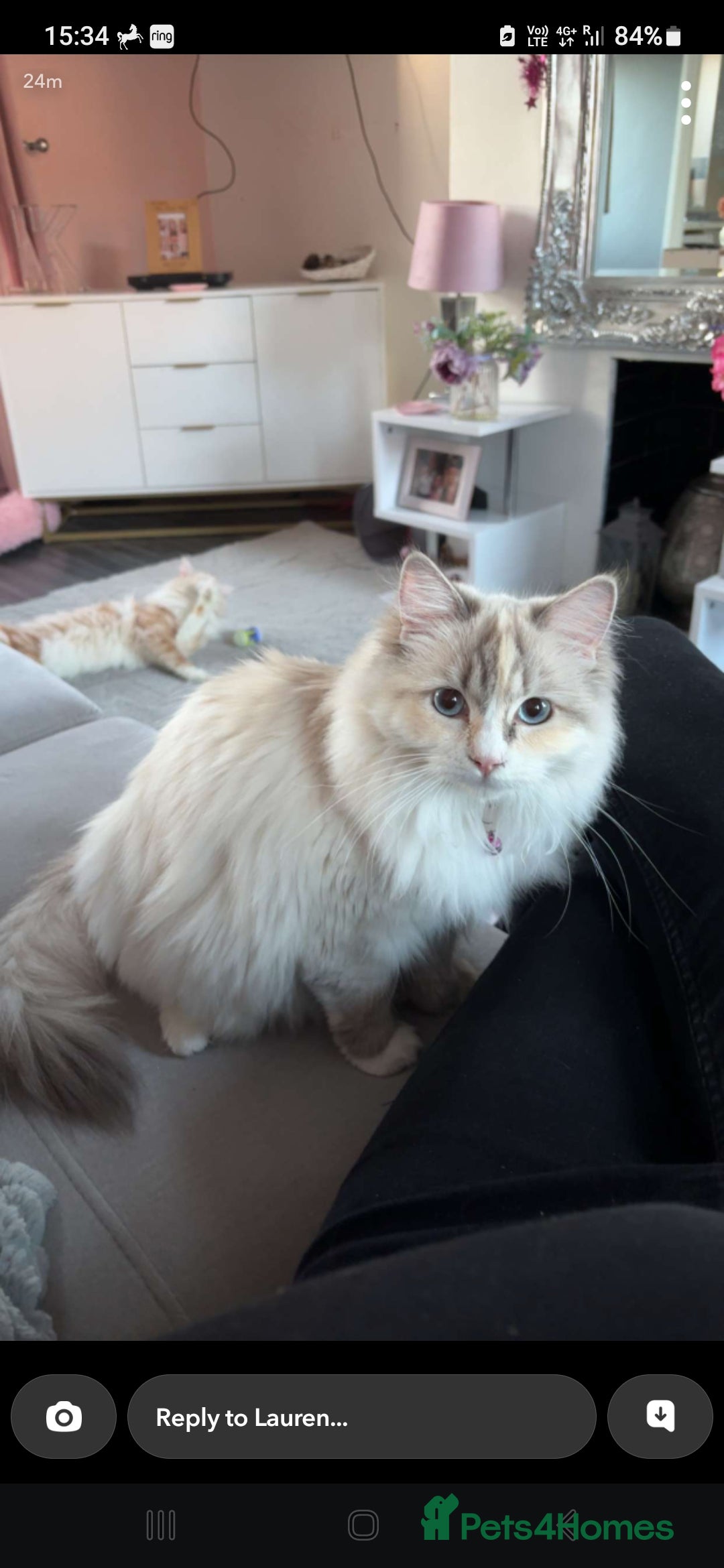 Ragdoll cats for sale: Beautiful Blue Eye, White Female Ragdoll - Image 4