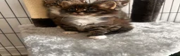 Mixed Breed cats for sale: 3 mixed breed kittens   in Brierley Hill - Advert 10