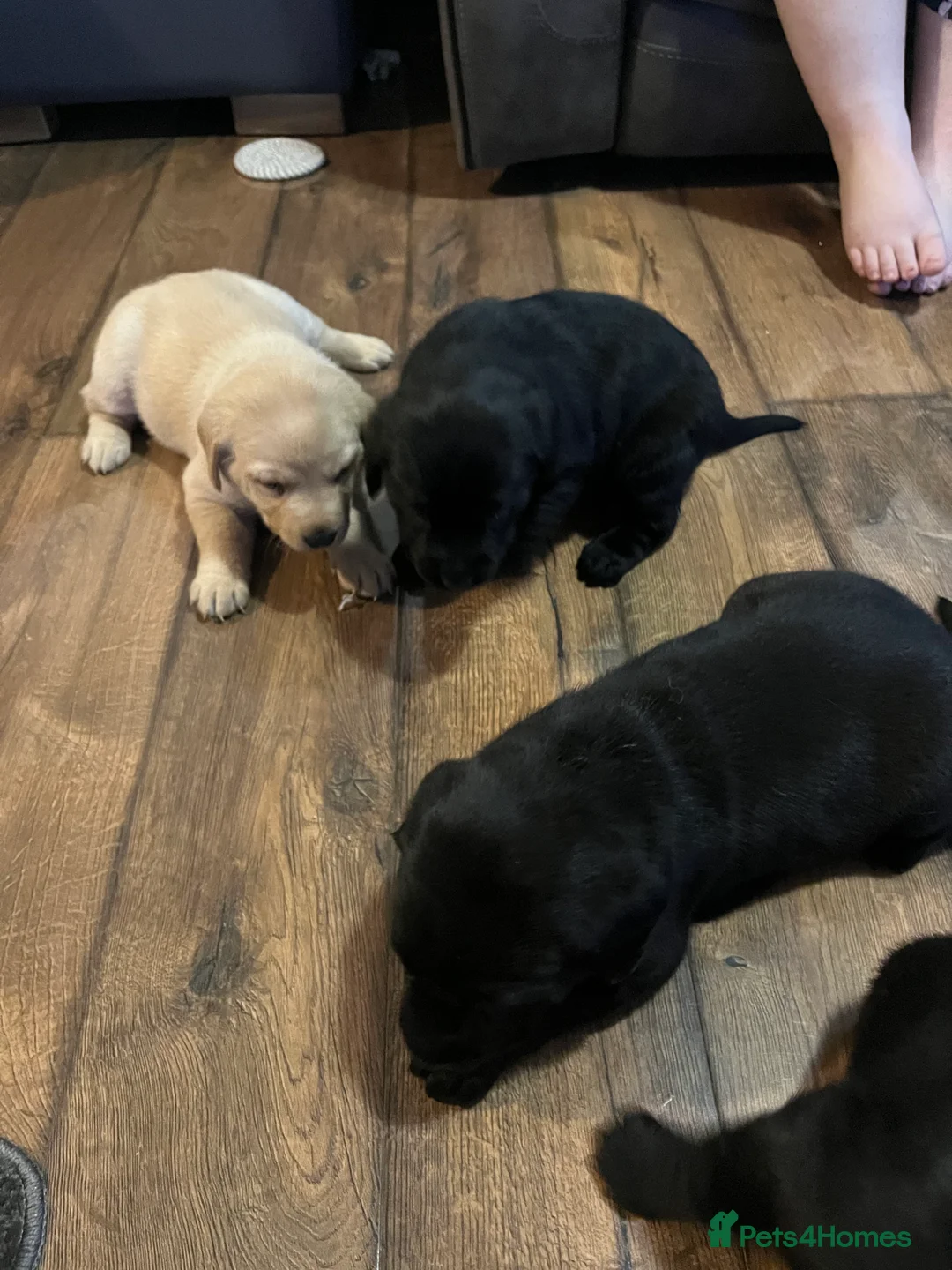 Labrador Retriever dogs for sale: Beautiful Labrador puppy’s  - Advert 17