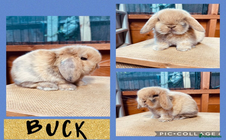Mini Lop rabbits in Sittingbourne - Advert 5