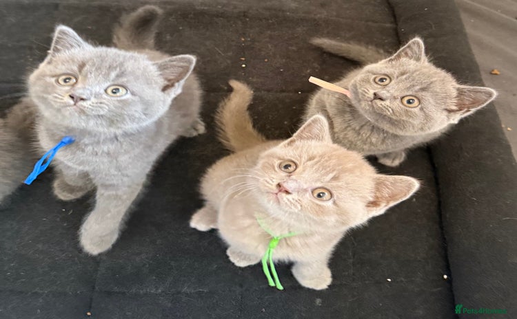 British Shorthair cats - Advert 3