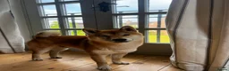 Japanese Shiba Inu dogs for stud: Proven, handsome Shiba Inu ready for stud duties  in Liverpool - Advert 3